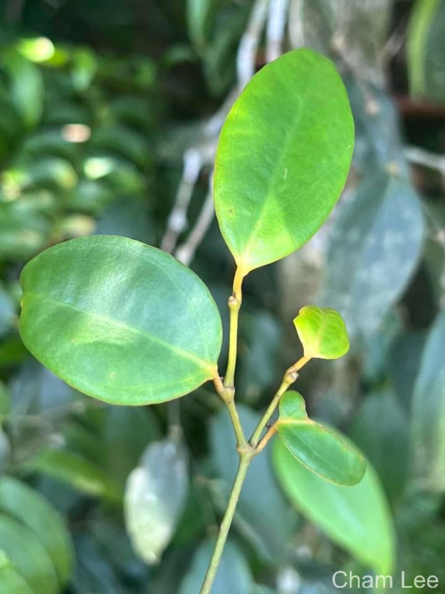 Piper trineuron Miq.